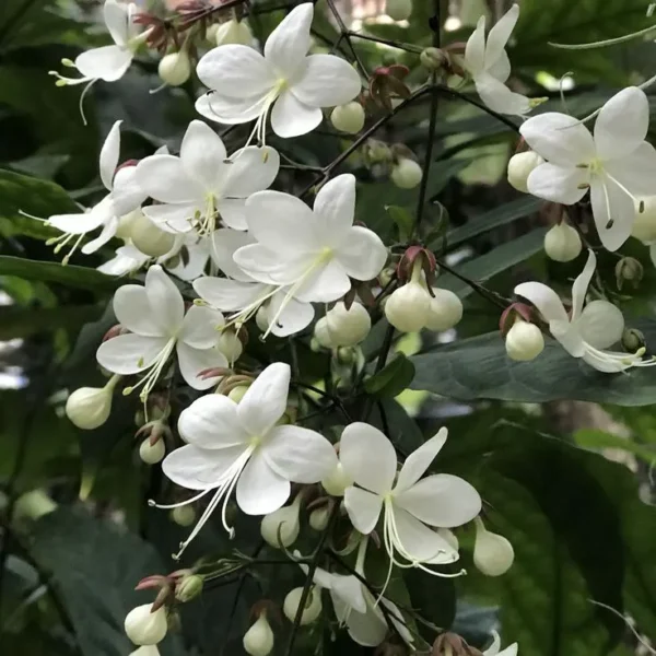 Buy Chains of Glory ,Clerodendrum Smithianum – Plant from Nursery Nisarga