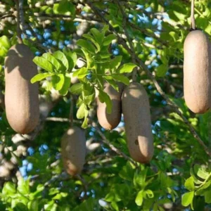 Buy Balam Kheera, Sausage Tree (Kigelia africana) - Plant from nursery nisarga