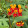 Buy Mexican Butterfly Weed ,Asclepias Curassavic, Haldi Kumkum - Plant from Nursery Nisarga