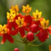 Buy Mexican Butterfly Weed ,Asclepias Curassavic, Haldi Kumkum - Plant from Nursery Nisarga