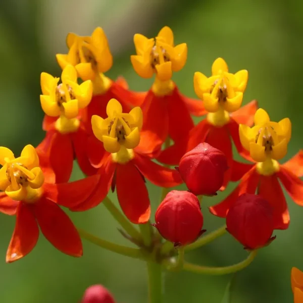 Buy Mexican Butterfly Weed ,Asclepias Curassavic, Haldi Kumkum - Plant from Nursery Nisarga