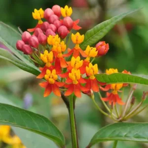 Buy Mexican Butterfly Weed ,Asclepias Curassavic, Haldi Kumkum - Plant from Nursery Nisarga
