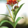 Buy Mexican Butterfly Weed ,Asclepias Curassavic, Haldi Kumkum - Plant from Nursery Nisarga