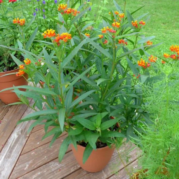 Buy Mexican Butterfly Weed ,Asclepias Curassavic, Haldi Kumkum - Plant from Nursery Nisarga