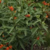 Buy Mexican Butterfly Weed ,Asclepias Curassavic, Haldi Kumkum - Plant from Nursery Nisarga