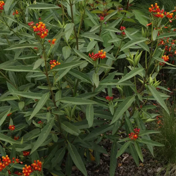 Buy Mexican Butterfly Weed ,Asclepias Curassavic, Haldi Kumkum - Plant from Nursery Nisarga