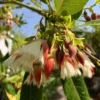 Buy Fairy Petticoats, Elaeocarpus grandiflorus- plant from nursery nisarga