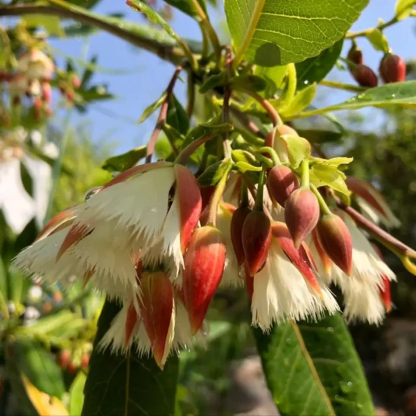 Buy Fairy Petticoats, Elaeocarpus grandiflorus- plant from nursery nisarga
