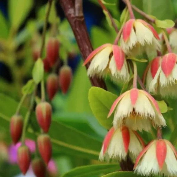 Buy Fairy Petticoats, Elaeocarpus grandiflorus- plant from nursery nisarga
