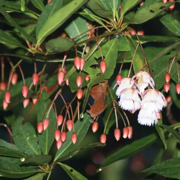Buy Fairy Petticoats, Elaeocarpus grandiflorus- plant from nursery nisarga