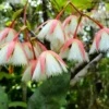 Buy Fairy Petticoats, Elaeocarpus grandiflorus- plant from nursery nisarga