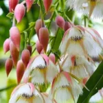 Buy Fairy Petticoats, Elaeocarpus grandiflorus- plant from nursery nisargaBuy Fairy Petticoats, Elaeocarpus grandiflorus- plant from nursery nisarga