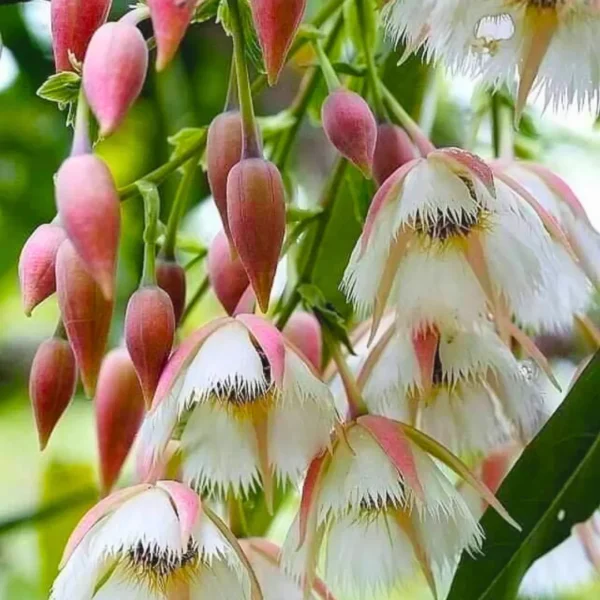 Buy Fairy Petticoats, Elaeocarpus grandiflorus- plant from nursery nisargaBuy Fairy Petticoats, Elaeocarpus grandiflorus- plant from nursery nisarga