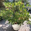 Buy Fairy Petticoats, Elaeocarpus grandiflorus- plant from nursery nisarga