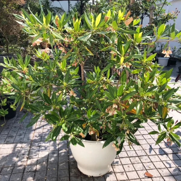 Buy Fairy Petticoats, Elaeocarpus grandiflorus- plant from nursery nisarga
