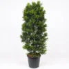 Buy Podocarpus Macrophyllus,Buddhist Pine "Mini Leaves" - Plant From Nursery Nisarga