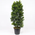 Buy Podocarpus Macrophyllus,Buddhist Pine "Mini Leaves" - Plant From Nursery Nisarga
