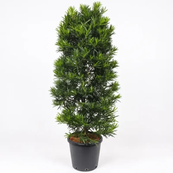 Buy Podocarpus Macrophyllus,Buddhist Pine "Mini Leaves" - Plant From Nursery Nisarga