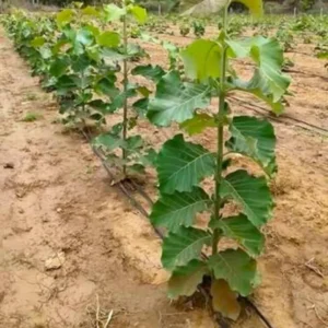 Buy Sagwan Plant,Tectona grandis - Sagaun Plant from Nursery Nisarga