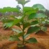 Buy Sagwan Plant,Tectona grandis - Sagaun Plant from Nursery Nisarga