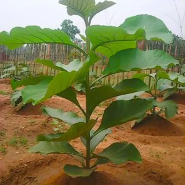 Buy Sagwan Plant,Tectona grandis - Sagaun Plant from Nursery Nisarga