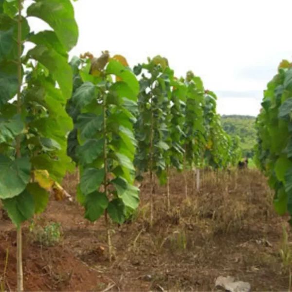 Buy Sagwan Plant,Tectona grandis - Sagaun Plant from Nursery Nisarga