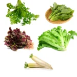 Buy Indian Vegetable Seeds Combo "Pack of 5" from Nursery NIsarga