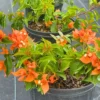 Buy Bougainvillea "Fire Opal" Flowering - Plant from Nursery Nisarga