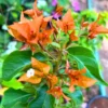 Buy Bougainvillea "Fire Opal" Flowering - Plant from Nursery Nisarga