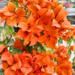Buy Bougainvillea "Fire Opal" Flowering - Plant from Nursery Nisarga