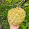 Buy Custard Apple Golden, Annona Squamosa (Golden Sitafal) - Plant from Nursery Nisarga
