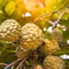 Buy Custard Apple Golden, Annona Squamosa (Golden Sitafal) - Plant from Nursery Nisarga