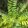 Buy Laxmitaru plant ,Simarouba Glauca, Paradise Tree from Nursery Nisarga