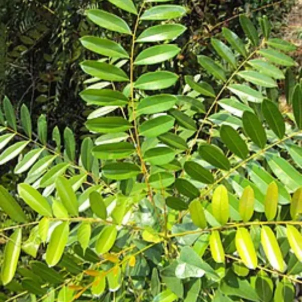 Buy Laxmitaru plant ,Simarouba Glauca, Paradise Tree from Nursery Nisarga