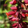 Buy Pack of thunbergia creeper - plant from Nursery Nisarga