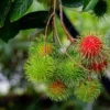 Buy Rambutan N18 ,Nephelium lappaceum - Plant from Nursery Nisarga