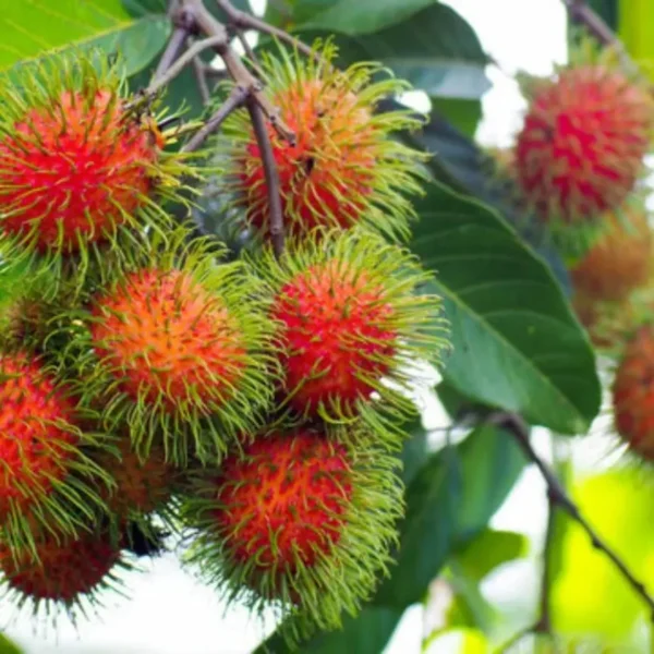 Buy Rambutan N18 ,Nephelium lappaceum - Plant from Nursery Nisarga
