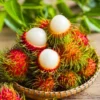 Buy Rambutan N18 ,Nephelium lappaceum - Plant from Nursery Nisarga