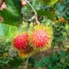 Buy Rambutan N18 ,Nephelium lappaceum - Plant from Nursery Nisarga