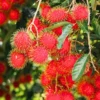 Buy Rambutan N18 ,Nephelium lappaceum - Plant from Nursery Nisarga
