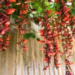 Buy Thunbergia Coccinea (Scarlet Clock Vine) - Plant from NUrsery Nisarga