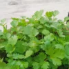 Buy Veggie Leafs seeds pack for terrace Gardening from Nursery Nisarga