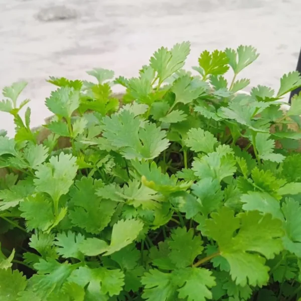 Buy Veggie Leafs seeds pack for terrace Gardening from Nursery Nisarga