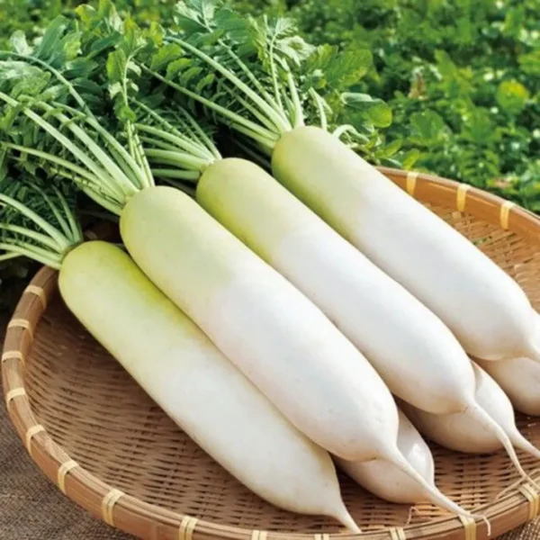 Buy Veggie Leafs seeds pack for terrace Gardening from Nursery Nisarga