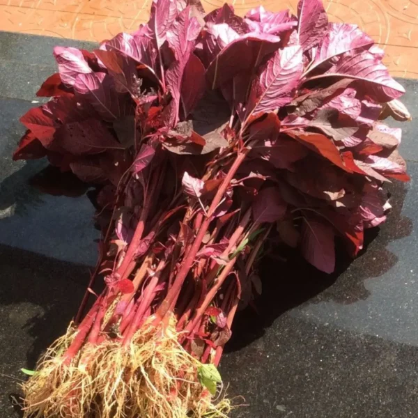 Buy Veggie Leafs seeds pack for terrace Gardening from Nursery Nisarga