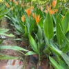 Buy Heliconia psittacorum ,American Dwarf - Plant from Nursery Nisarga