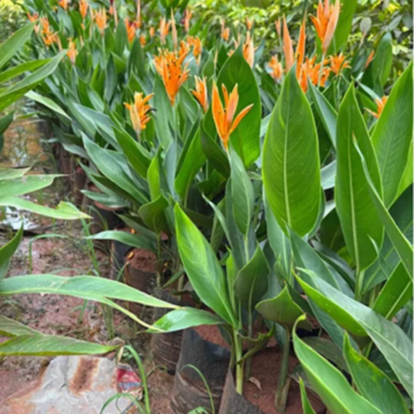 Buy Heliconia psittacorum ,American Dwarf - Plant from Nursery Nisarga