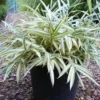 Buy Variegated Hiroshima Bamboo - Plant from Nursery Nisarga