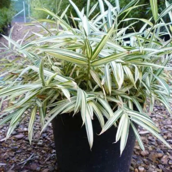 Buy Variegated Hiroshima Bamboo - Plant from Nursery Nisarga