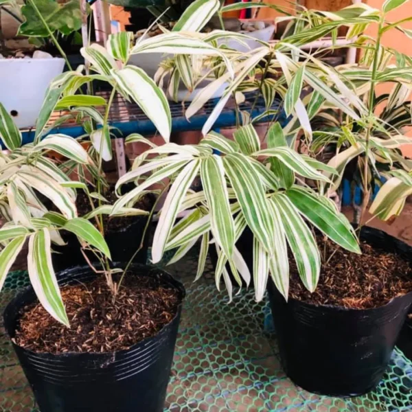 Buy Variegated Hiroshima Bamboo - Plant from Nursery Nisarga